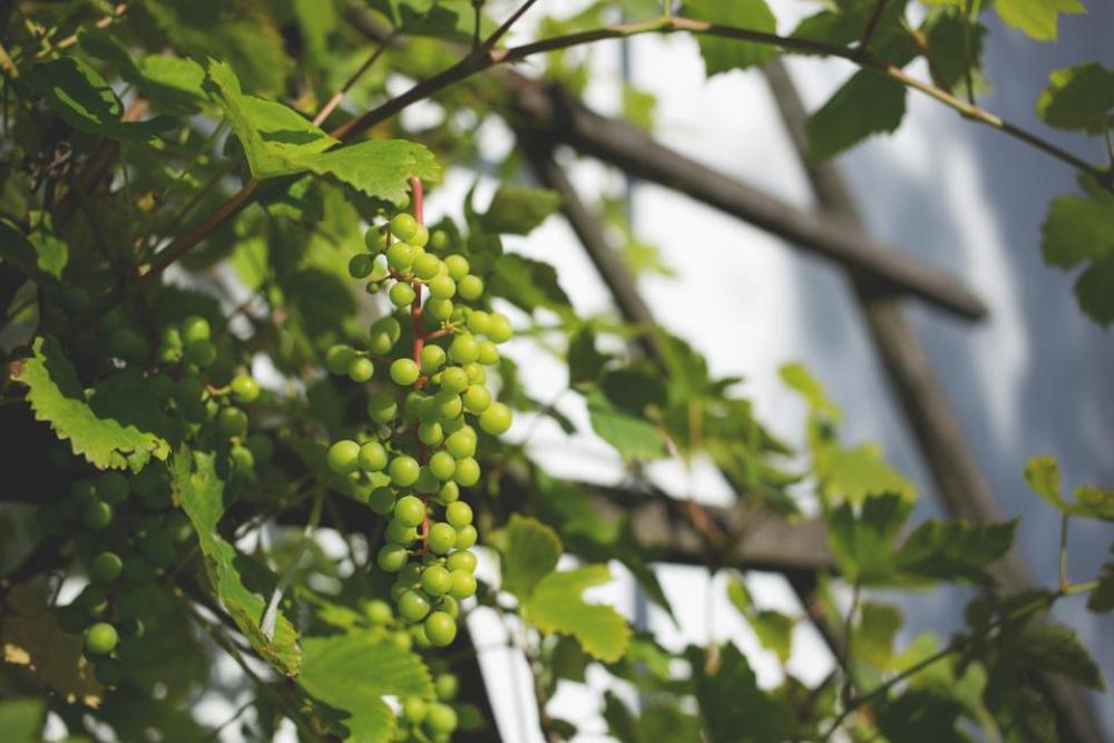 plants nature vines leaves branches plants nature vines leaves branches