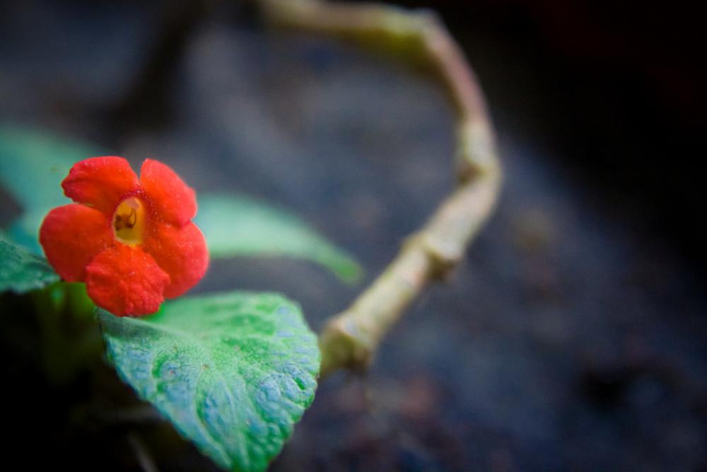 flower green nature leaf branch flower green nature leaf branch
