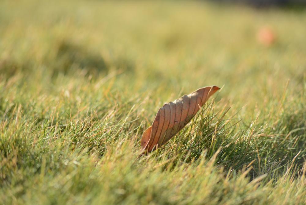leaf sunlight sunshine summer grass leaf sunlight sunshine summer grass