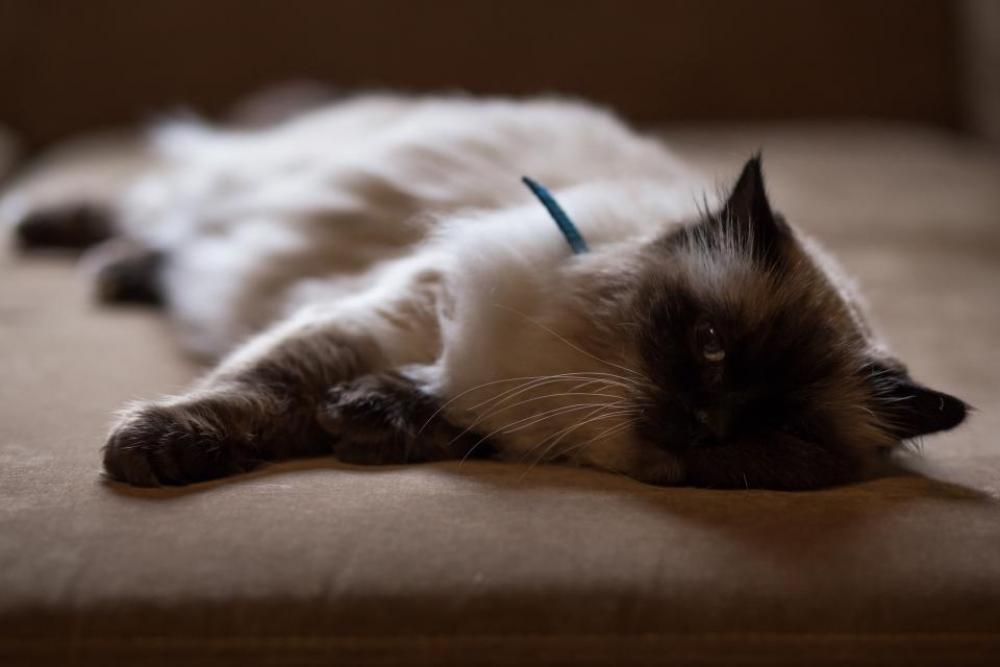 couch cat animal pet blur couch cat animal pet blur