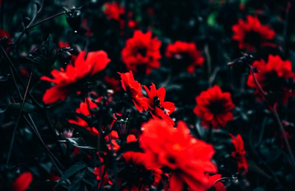 flower red petals bloom leaves flower red petals bloom leaves