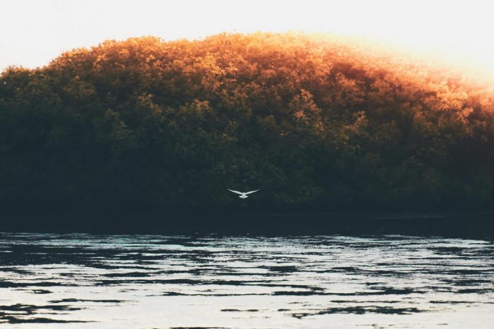 trees bird flying nature lake trees bird flying nature lake