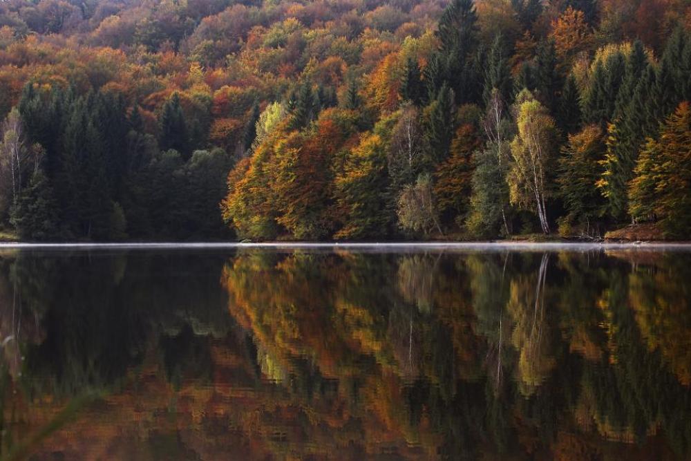 lake water trees plant nature lake water trees plant nature