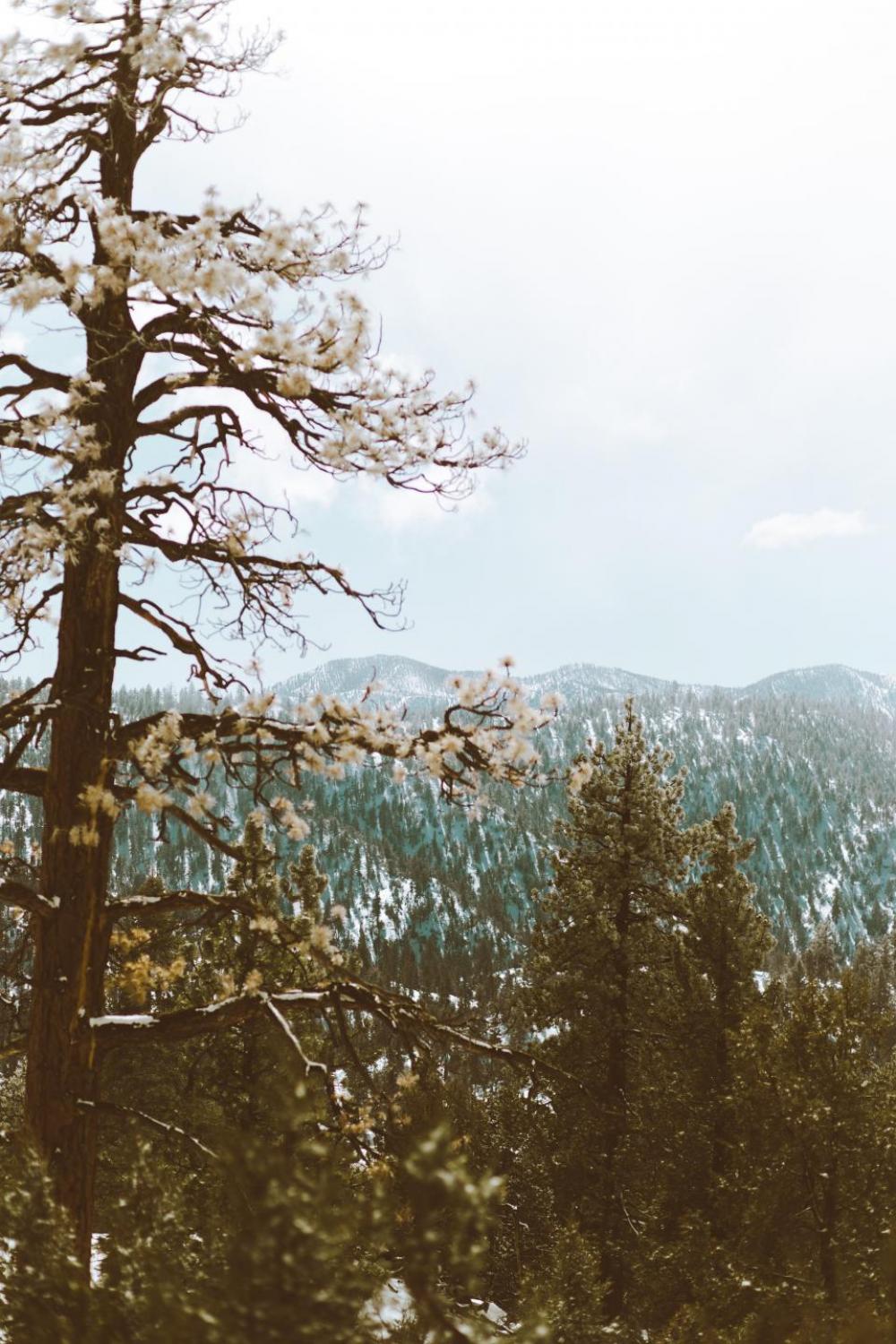 nature woods forest green trees nature woods forest green trees
