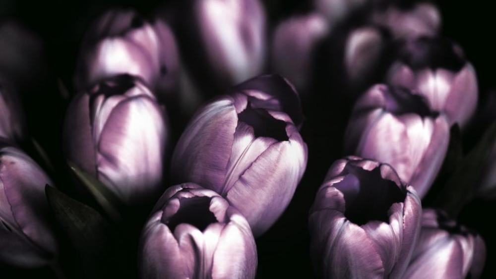violet tulips flower nature garden violet tulips flower nature garden