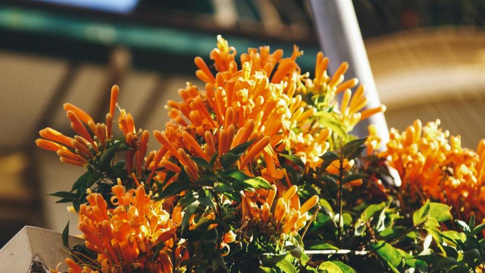 orange petal flower plant nature orange petal flower plant nature
