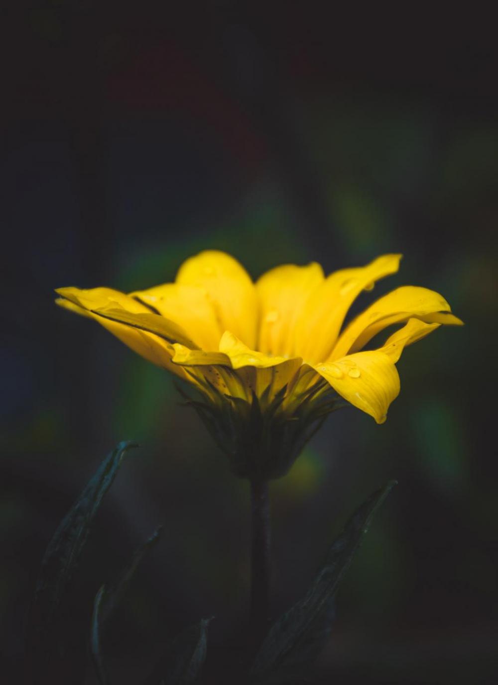 yellow petal flower bloom nature yellow petal flower bloom nature