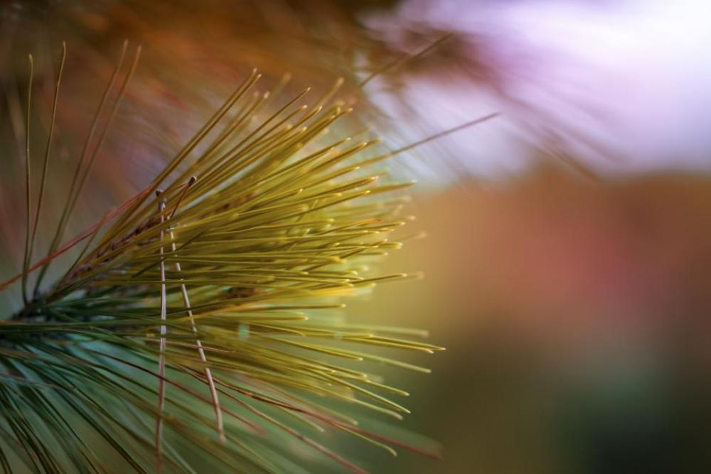 green grass tree plant blur green grass tree plant blur