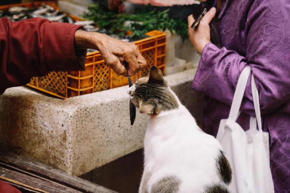 people market animals cat fish people market animals cat fish
