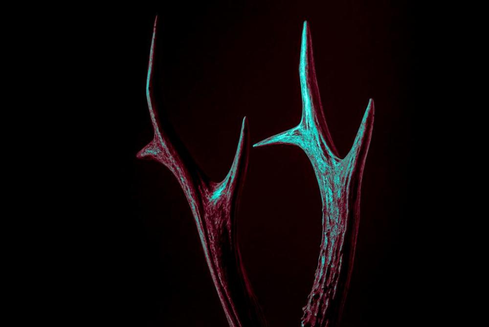 dark horn sharp dark horn sharp