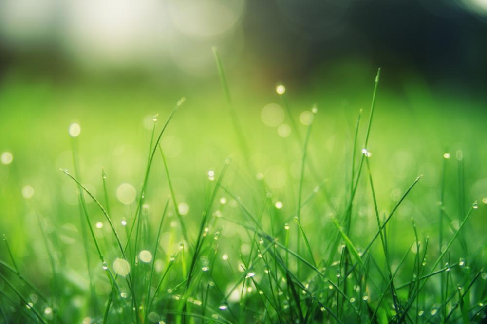 morning dew grss green nature morning dew grss green nature