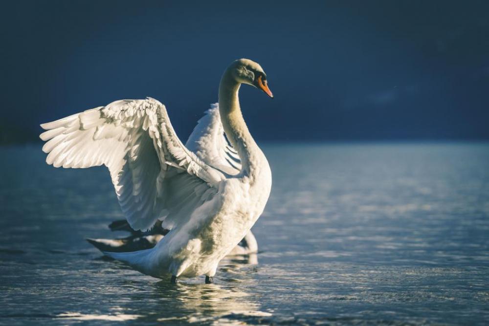 swan beak white eyes bird swan beak white eyes bird