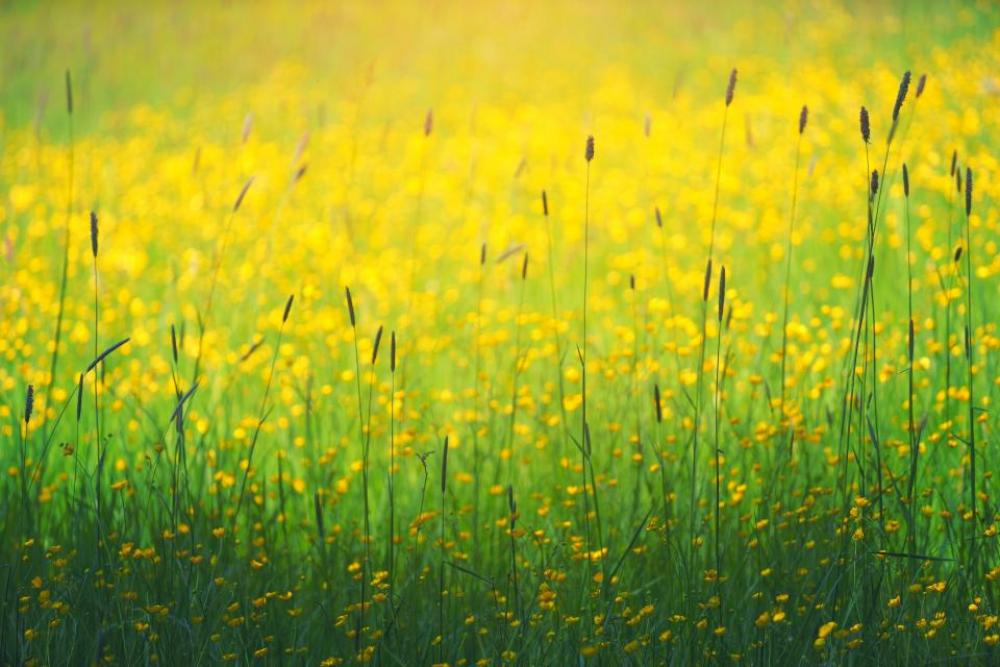 green grass yellow flower plants green grass yellow flower plants