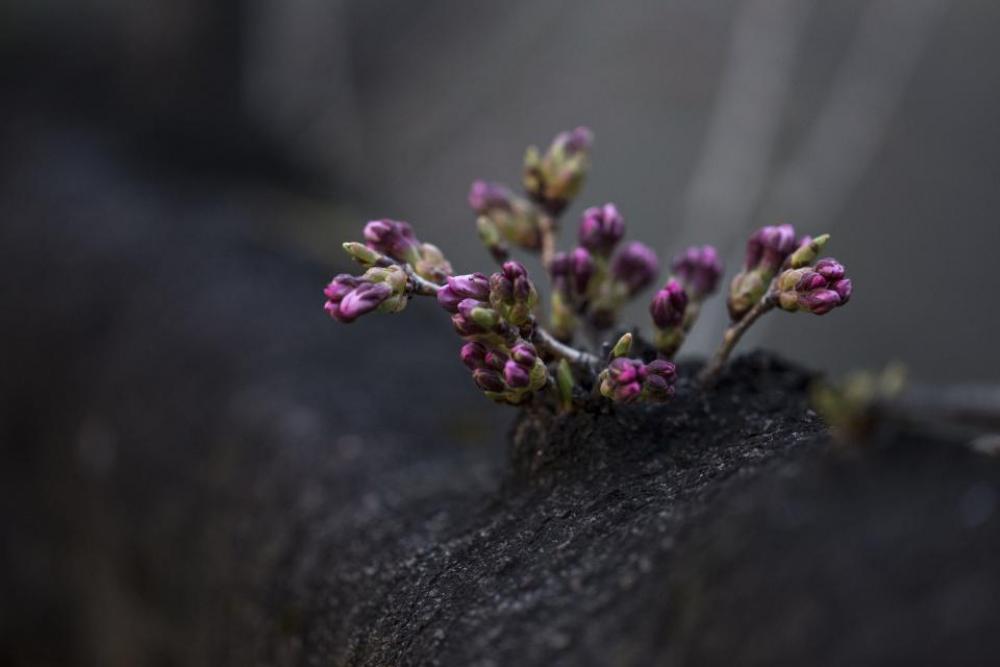 flower violet petal bloom garden flower violet petal bloom garden