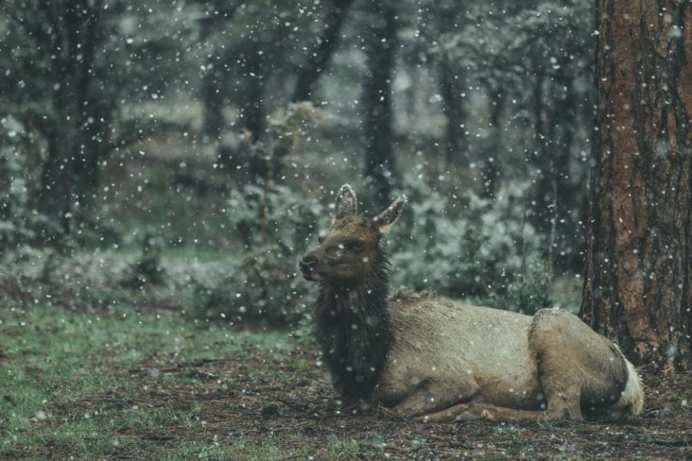 animal wildlife forest nature snow animal wildlife forest nature snow