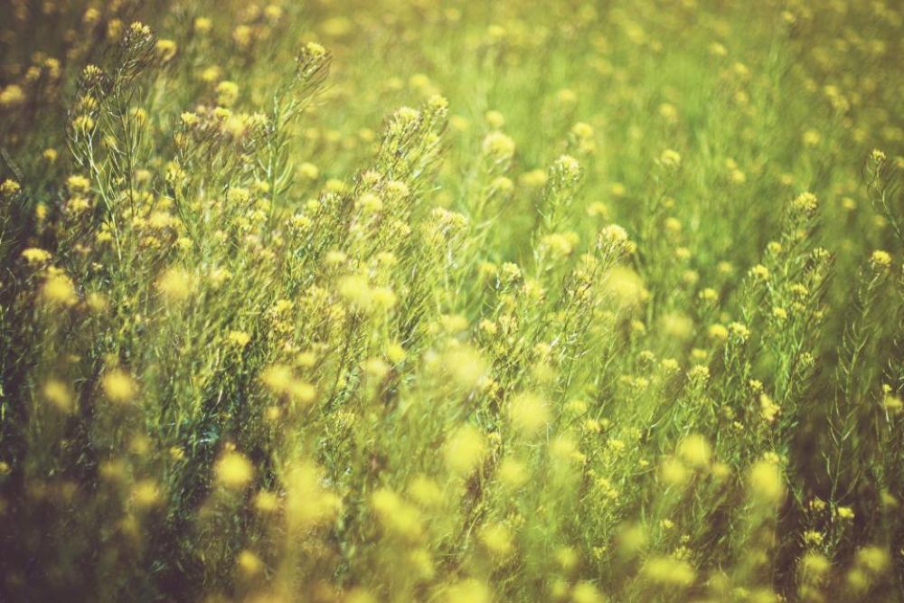 yellow green flowers farm yard yellow green flowers farm yard