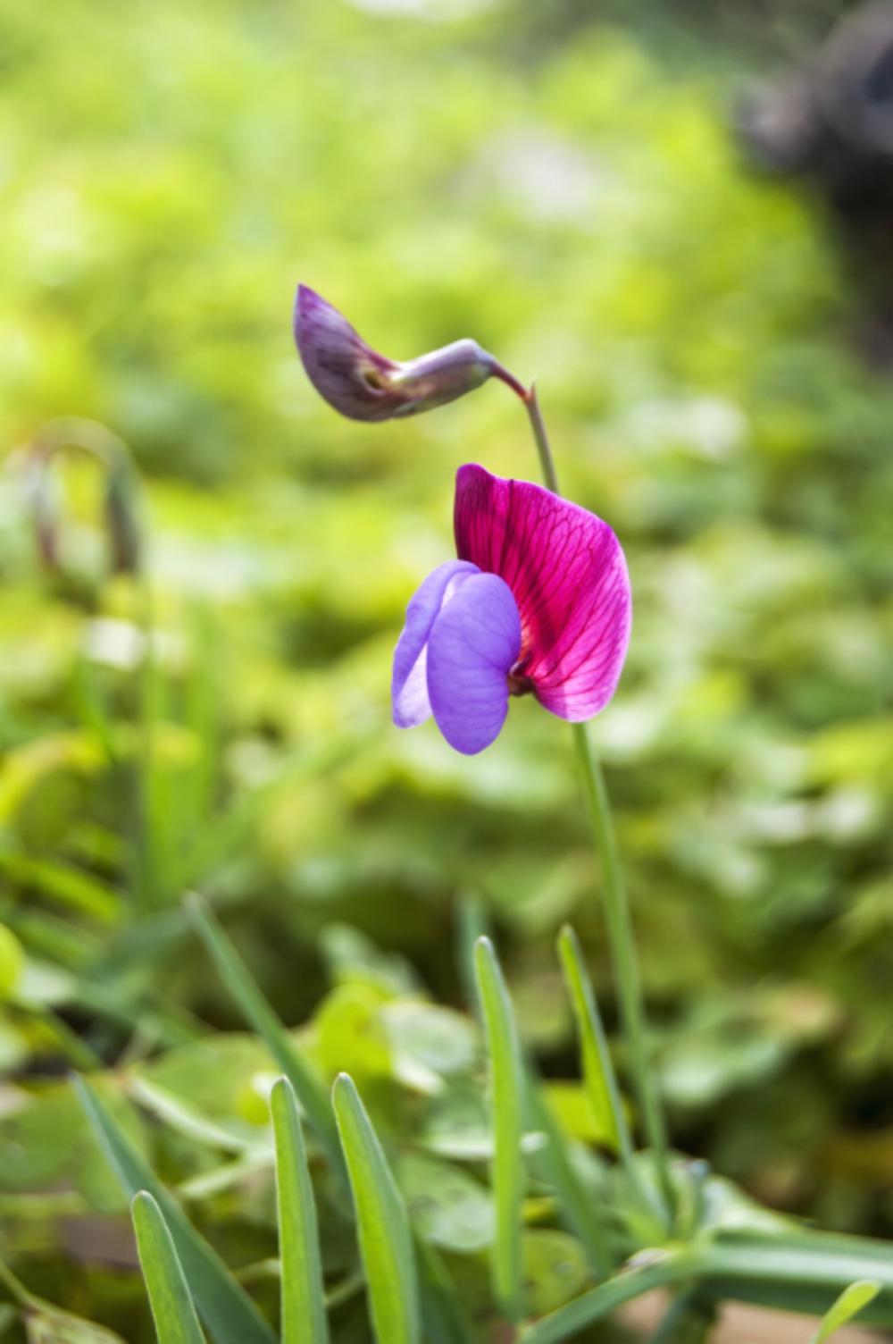 nature plant flower wild spring nature plant flower wild spring