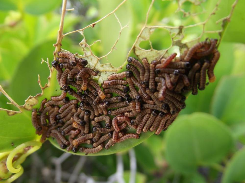worms plants leaves worms plants leaves