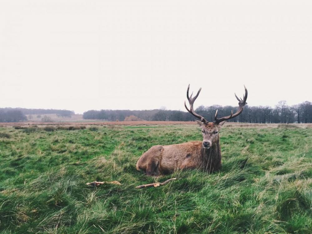 green grass field deer animal green grass field deer animal