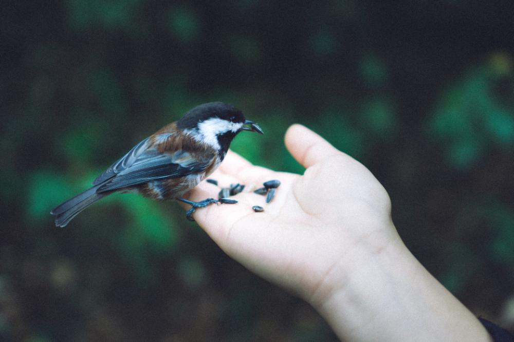 Chickadee bird hand nature green Chickadee bird hand nature green