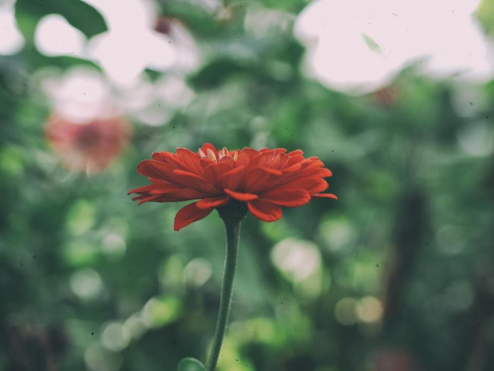 flower plants nature petals blur flower plants nature petals blur