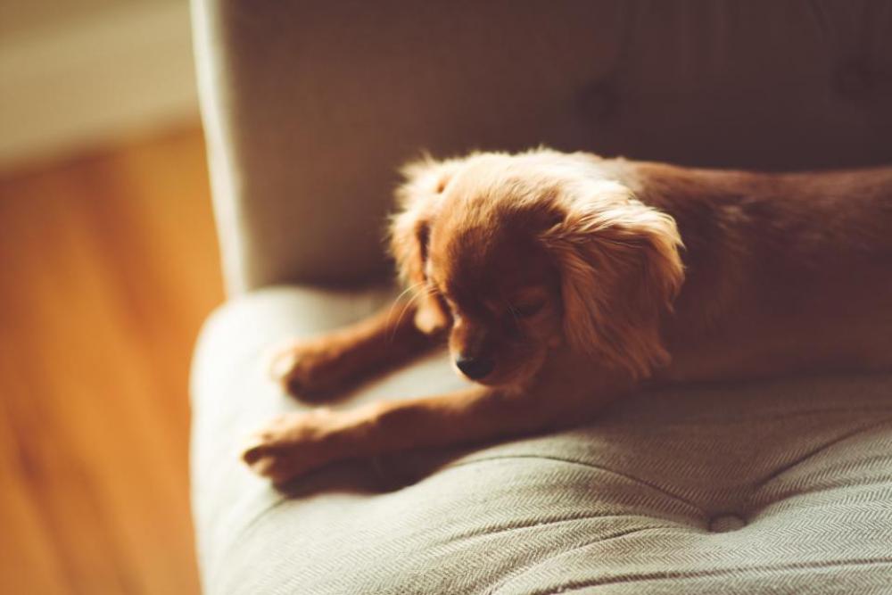 puppy pet dog animal couch puppy pet dog animal couch