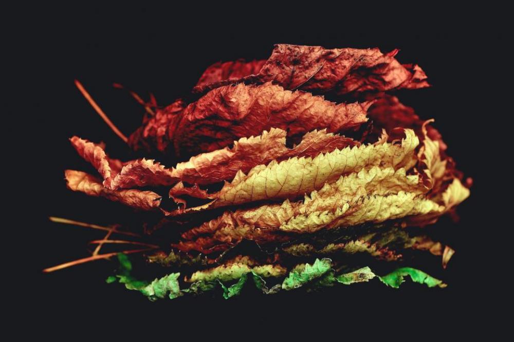 leaves nature colorful colors still leaves nature colorful colors still