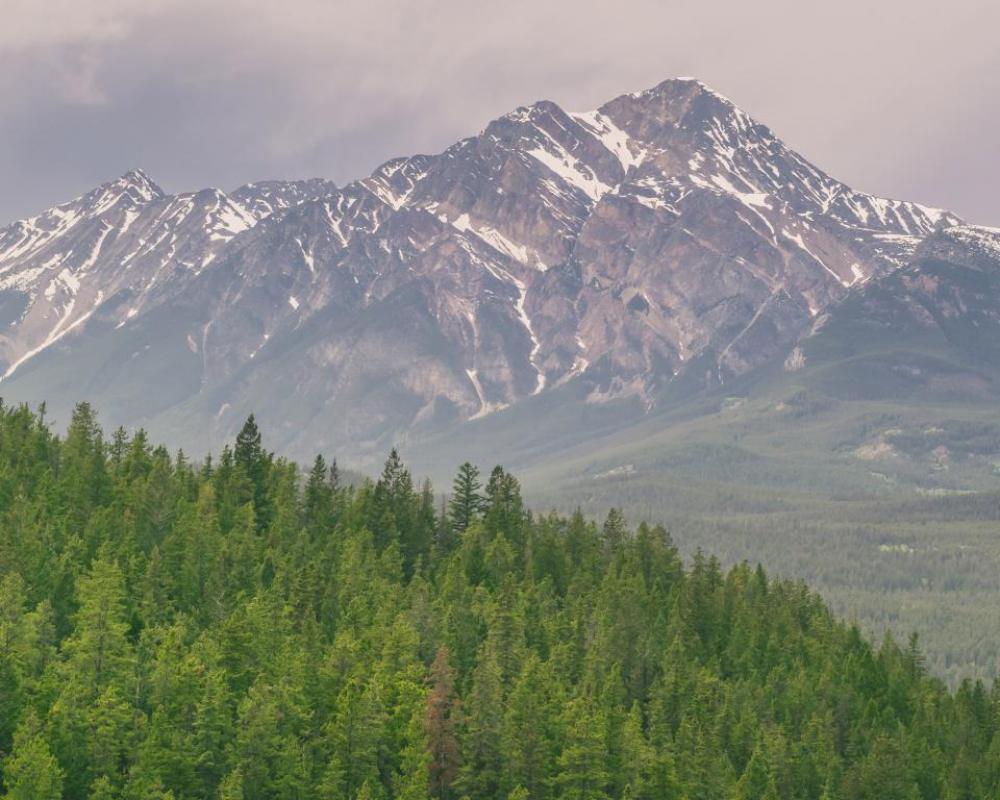 mountains peaks summit snow trees mountains peaks summit snow trees