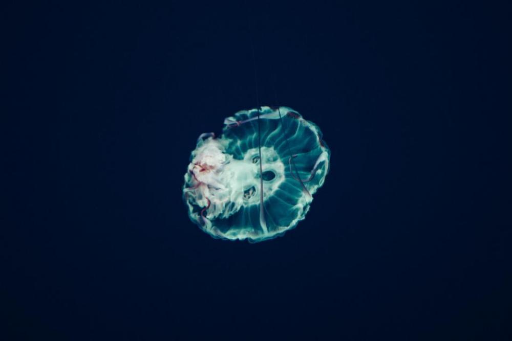 jellyfish aquatic animal ocean underwater jellyfish aquatic animal ocean underwater