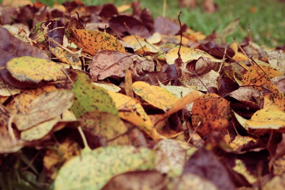 leaf fall autumn outdoor grass leaf fall autumn outdoor grass