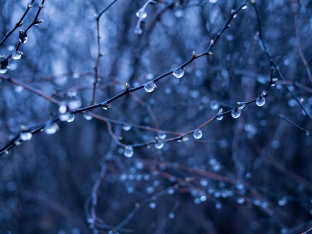 rain drops wet branches trees forest rain drops wet branches trees forest