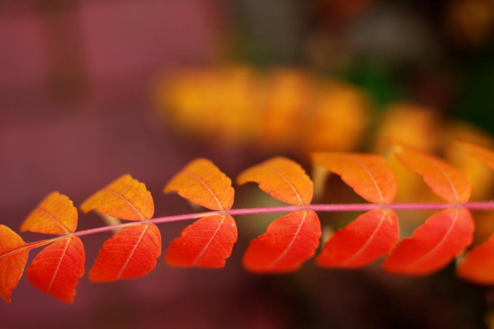 orange red leaves atumn fall orange red leaves atumn fall