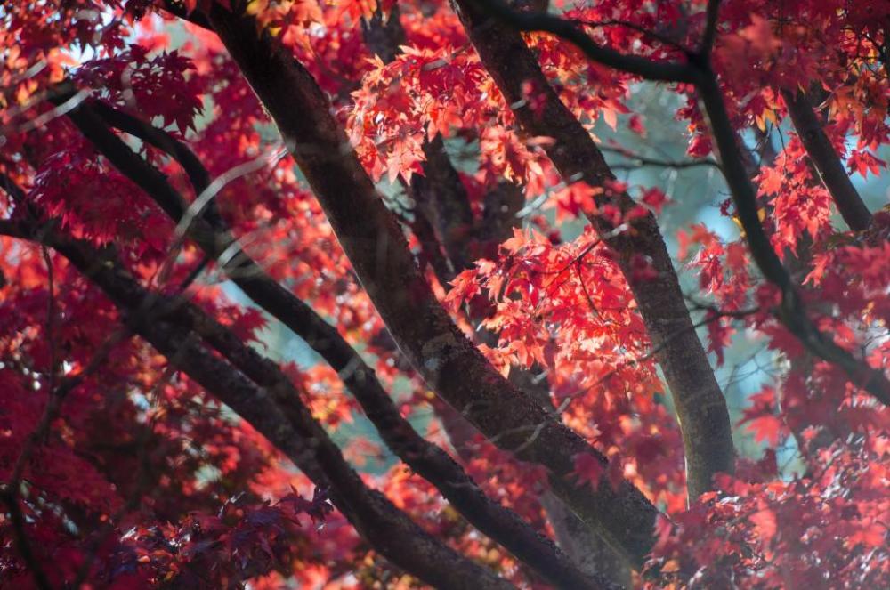 tree plant nature autumn fall tree plant nature autumn fall