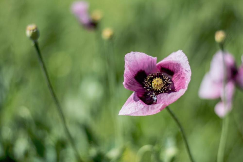 nature flowers petals bloom macro nature flowers petals bloom macro