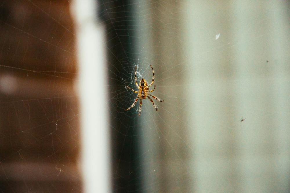 spider web insects animals spider web insects animals
