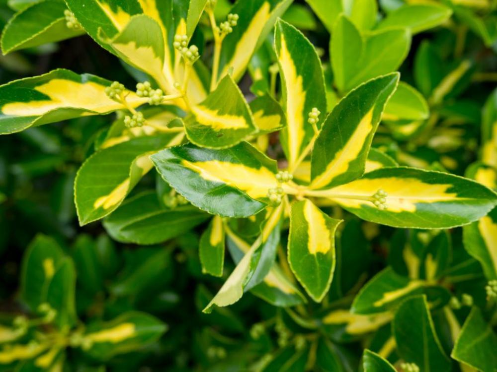 green plants leaves nature green plants leaves nature