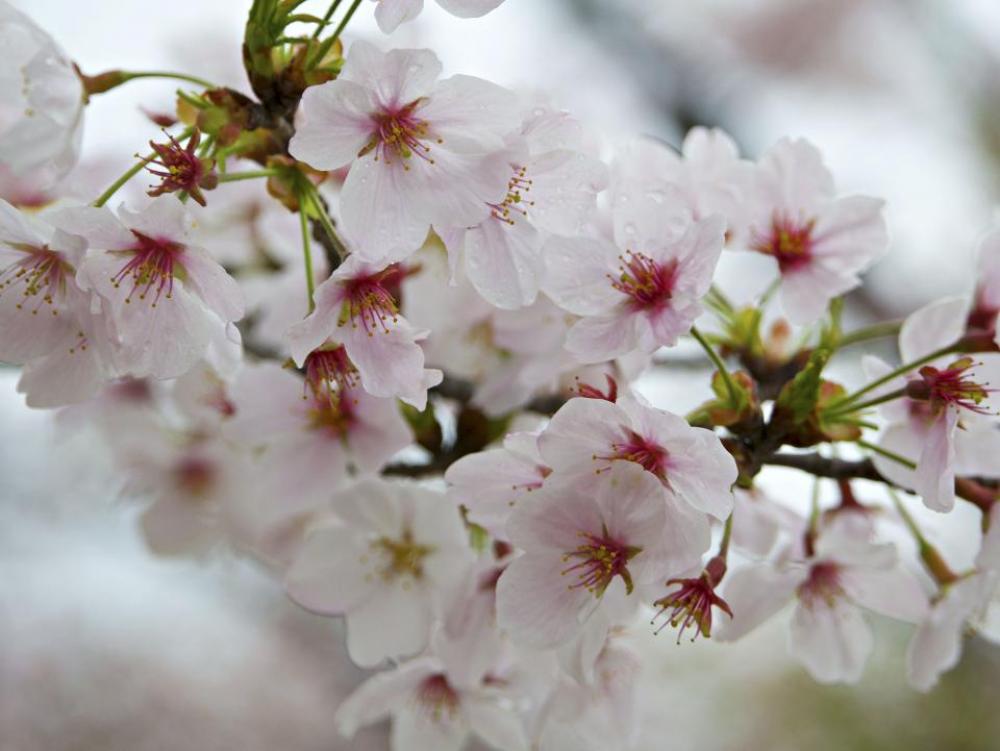 flower white petal bloom garden flower white petal bloom garden