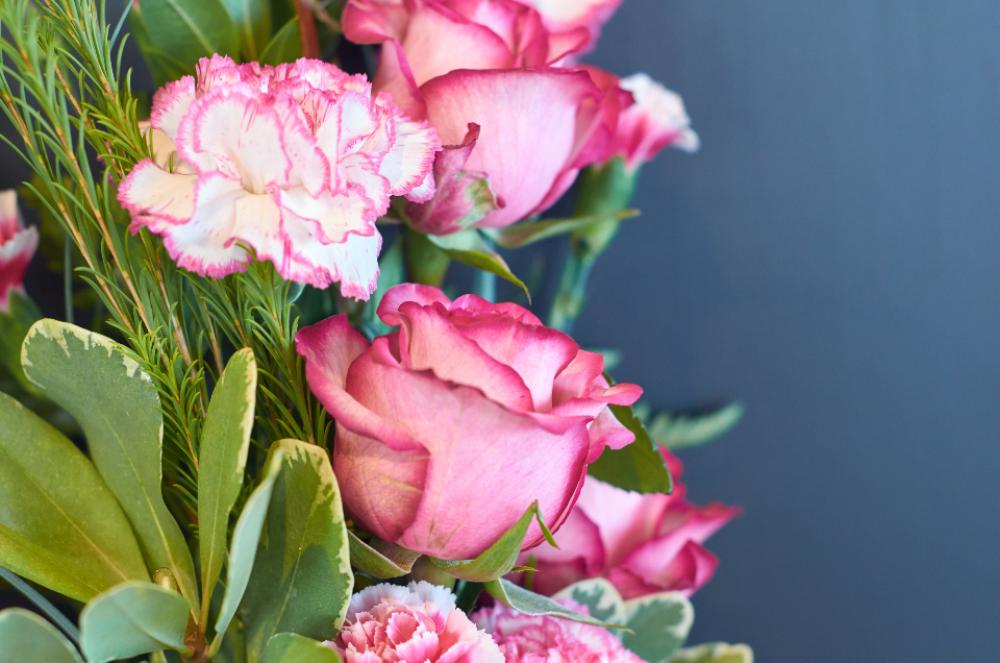 pink roses macro fresh flowers pink roses macro fresh flowers