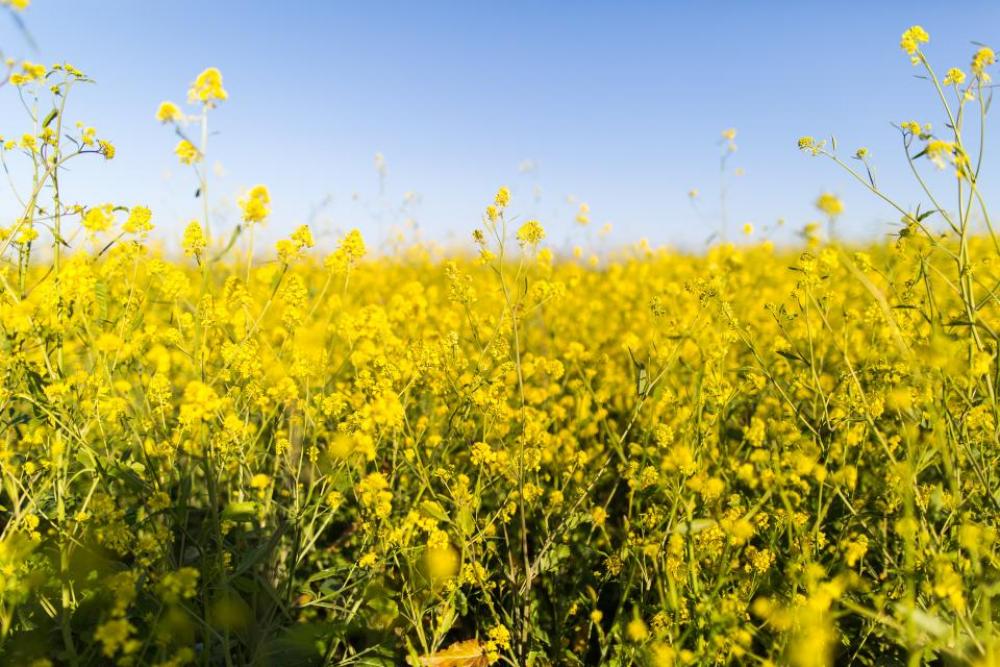 flowers nature blossoms field bed flowers nature blossoms field bed