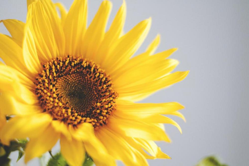 sunflower petals plant nature yellow sunflower petals plant nature yellow