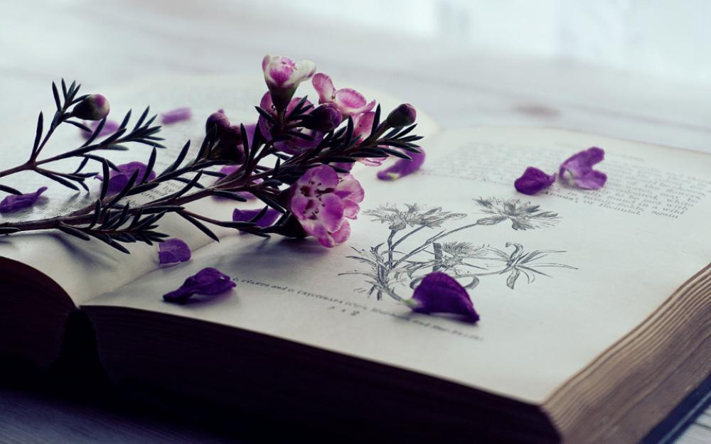 flowers books old books vintage reading flowers books old books vintage reading