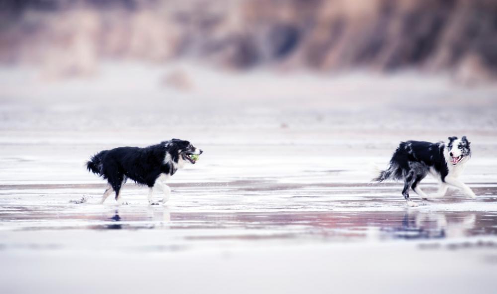 black & white dog beach running playing black & white dog beach running playing