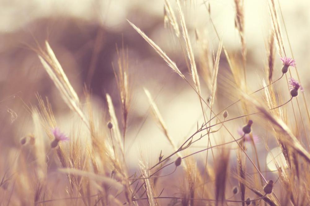 nature field wild grass flowers nature field wild grass flowers