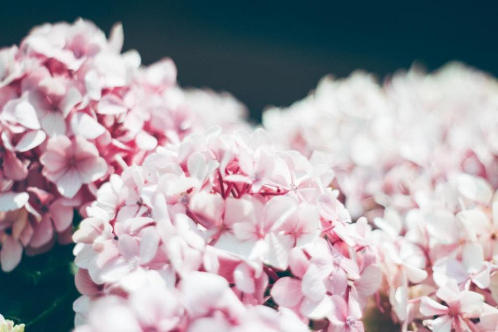 flower white petal bloom garden flower white petal bloom garden