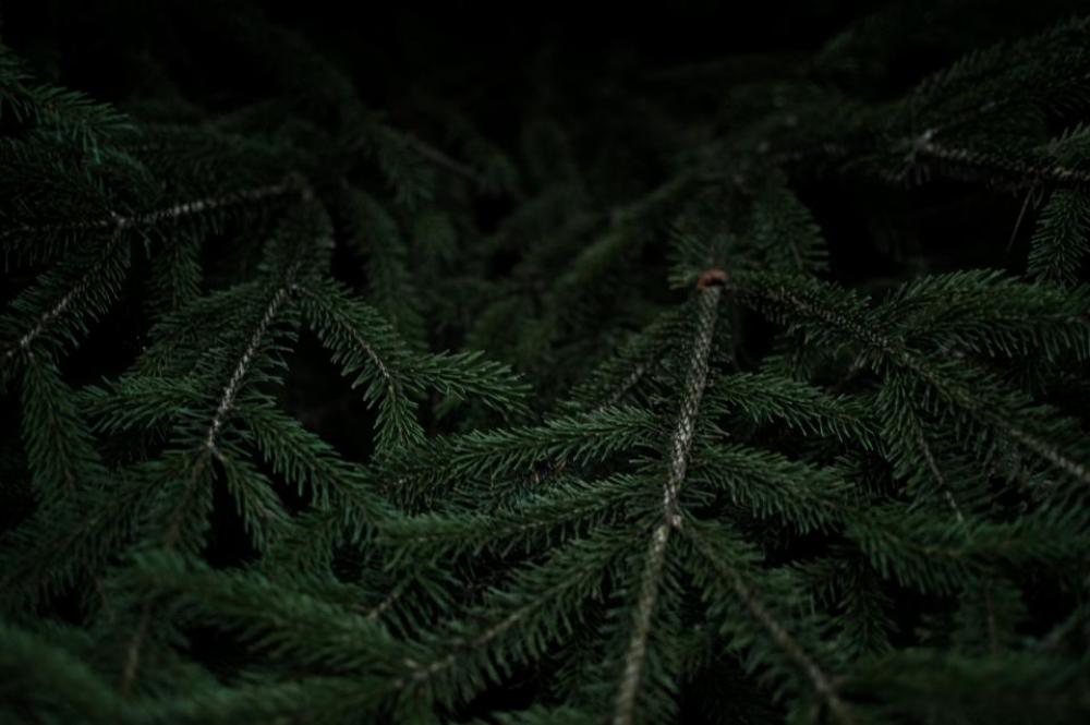 dark green leaf plant dark green leaf plant