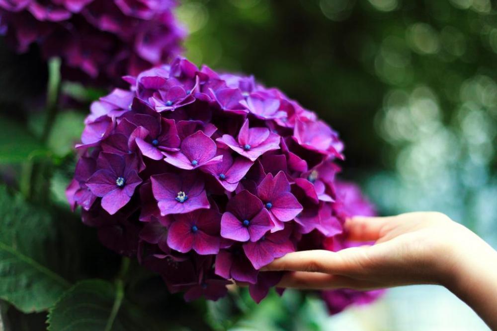 violet flower petal bloom nature violet flower petal bloom nature