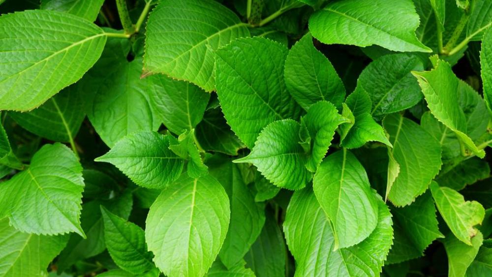 nature plants leaves veins green nature plants leaves veins green