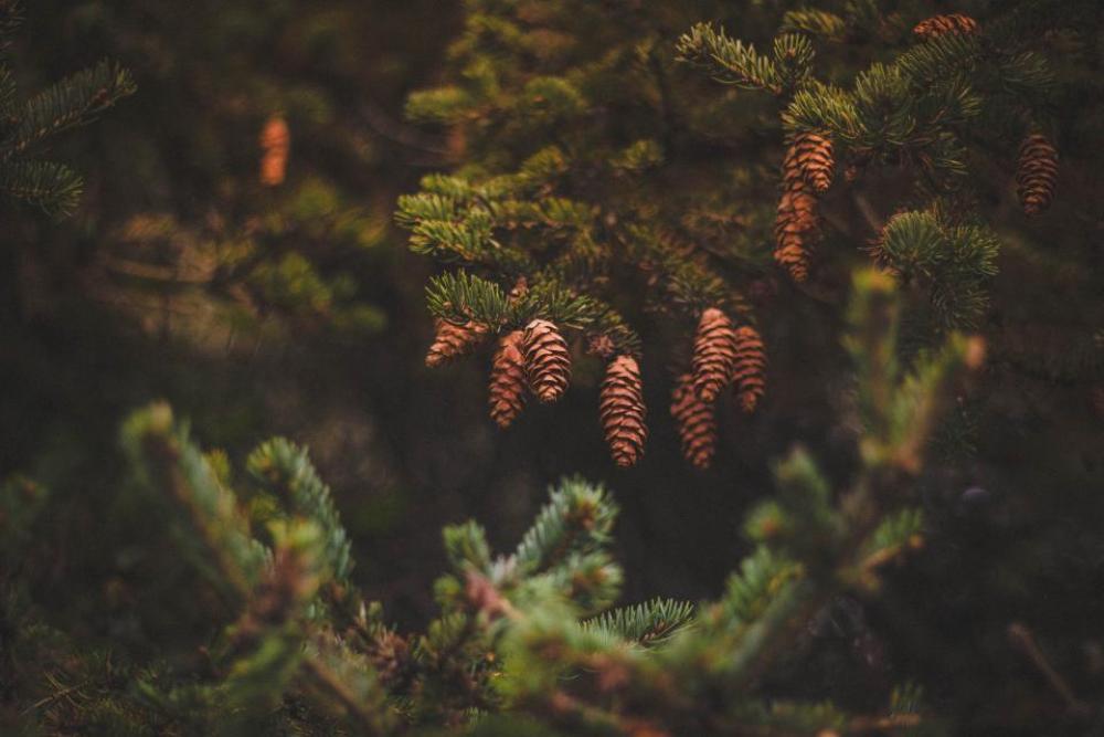 pine cone green tree plant pine cone green tree plant