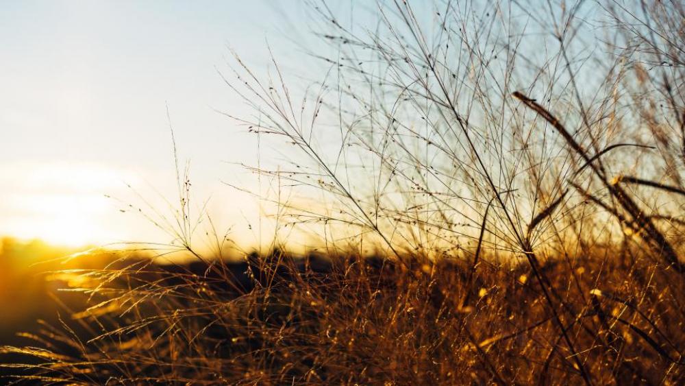grass leaves autumn sunshine sunrise grass leaves autumn sunshine sunrise