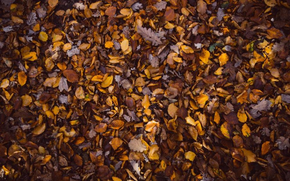 fall autumn leaves nature fall autumn leaves nature